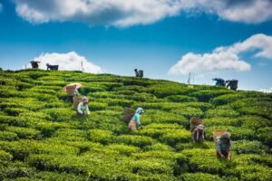 Tea garden walk in Darjeeling, a must-visit stop on any North Bengal holiday package