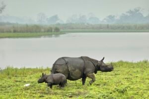 Jungle safari at Gorumara National Park, Dooars, North Bengal