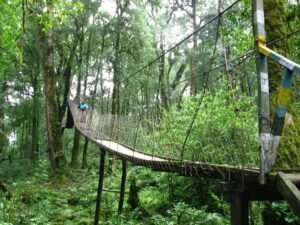 Canopy walk through the forest at Lolegaon, an offbeat North Bengal destination